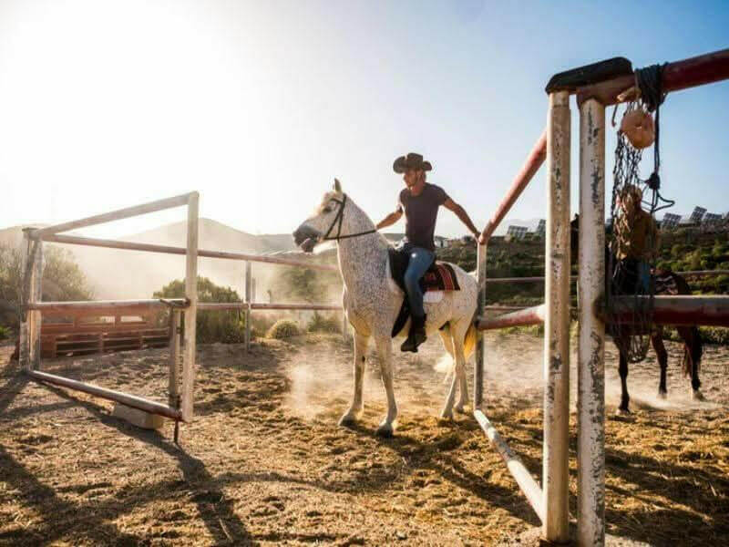 Horse Boarding Business Plan Template Instant Download Instant