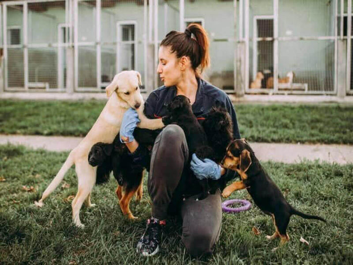 Dog Boarding Kennel Business Plan Template (Word/PDF)