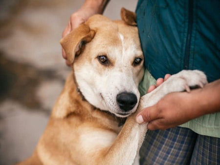 Rescued dog being gently held by a person, symbolizing compassion and care featured in the Dog Rescue Business Plan Template by BPlanMaker.
